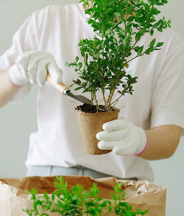person potting a plant