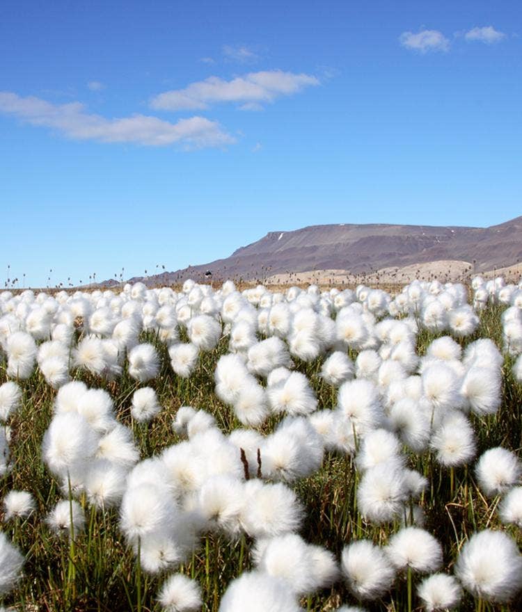 The Difference Between Organic Cotton Farming and Conventional Cotton Farming
