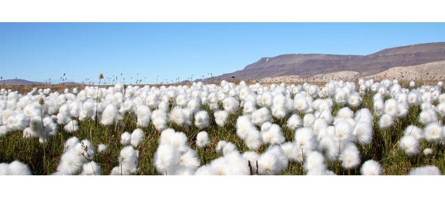 organic cotton field