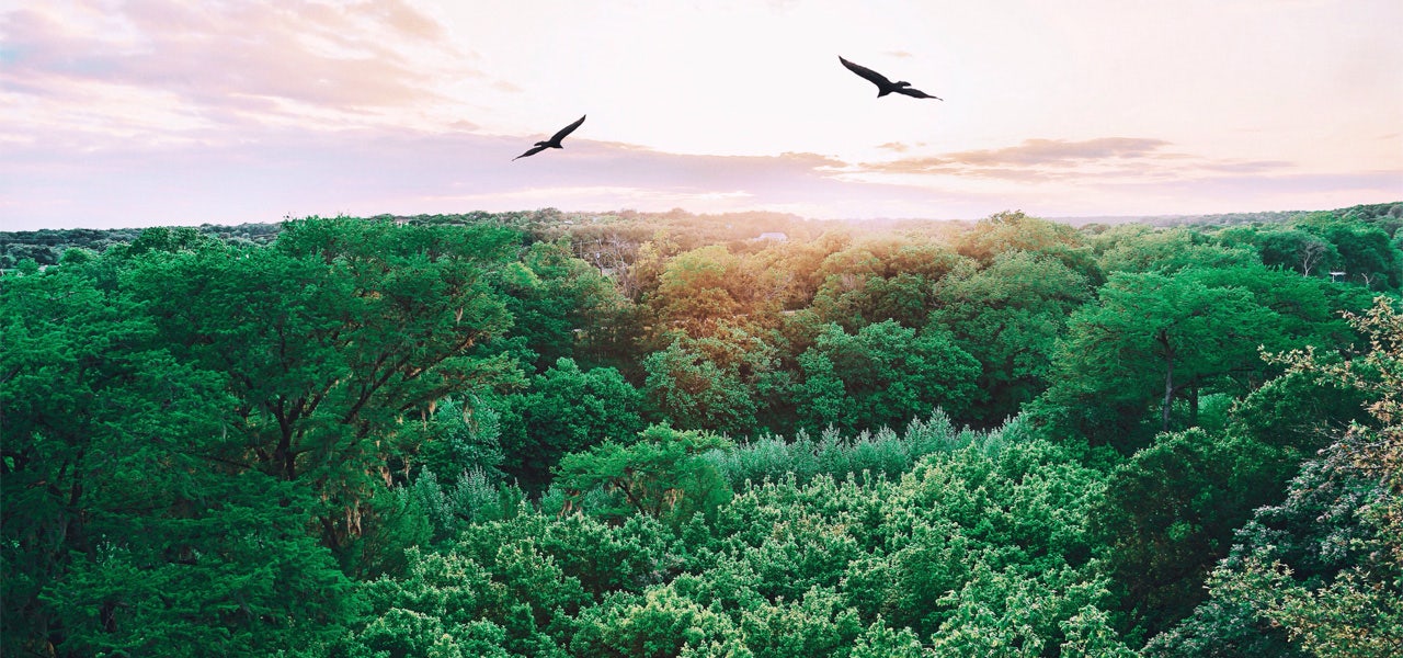 Two birds flying over a forest during sunset