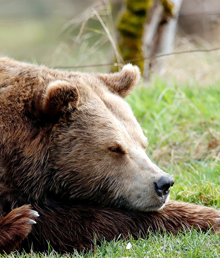 Bear sleeping in the grass, symbolizing the bear chronotype