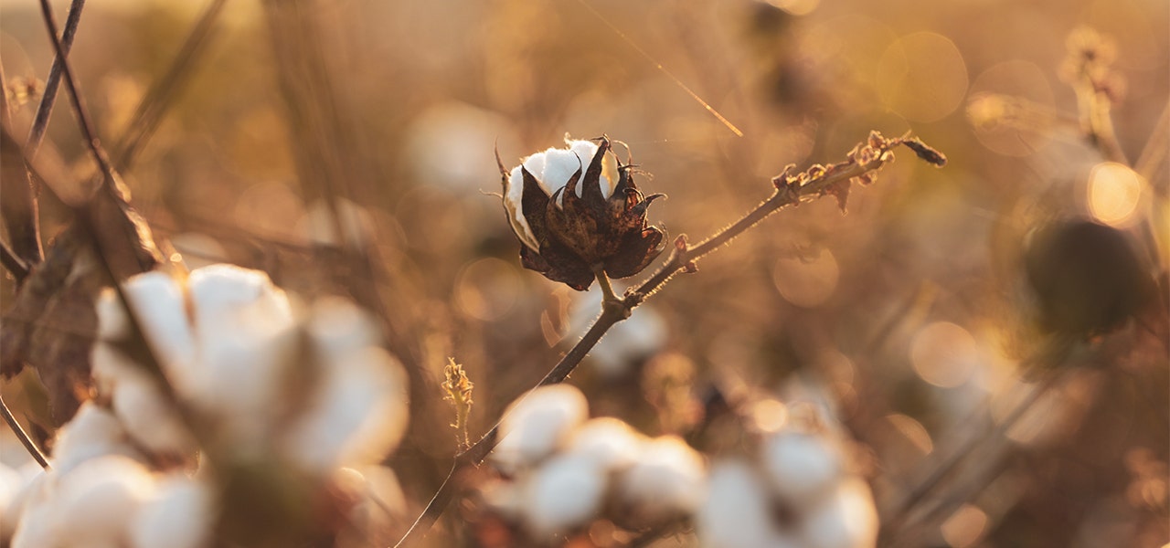 Cotton blosson growing on an organic cotton farm