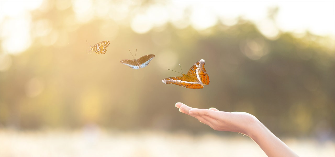 butterflies flying out of a hand