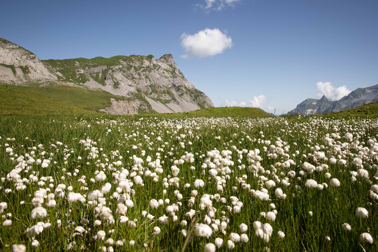 Cotton Field